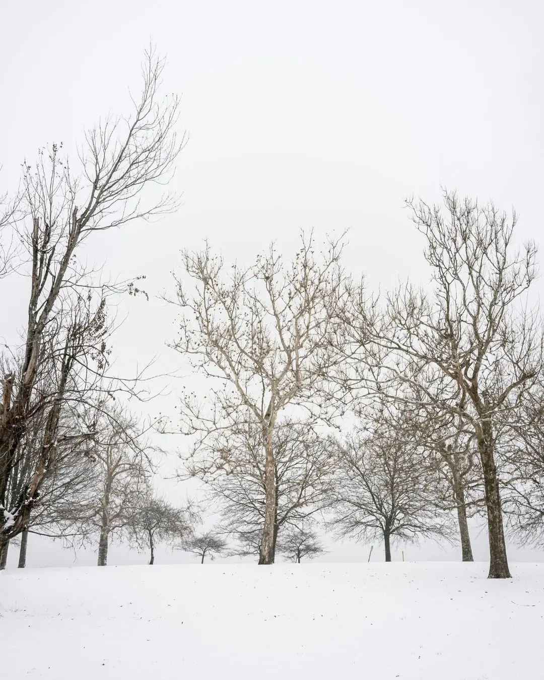 Bare trees in the winter.