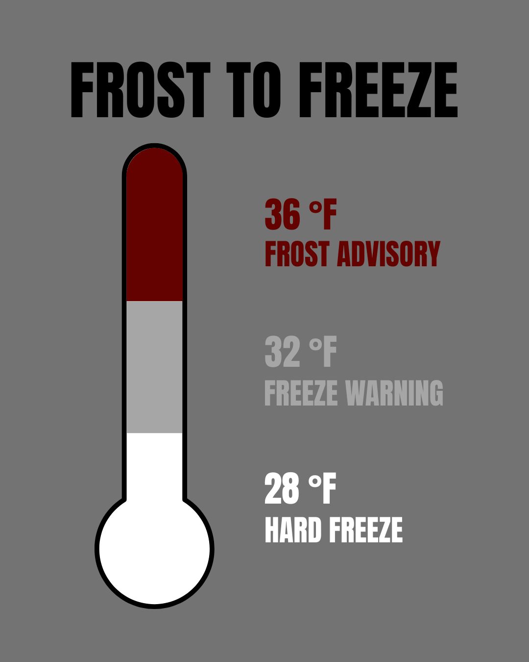 Graphic illustration of a vertical thermometer showing temperatures ranging from frost advisory to hard freeze temperatures