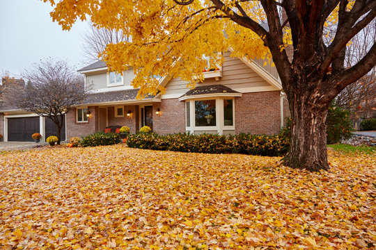 A house with it's yard covered in fallen leaves and a big tree in the front yard.