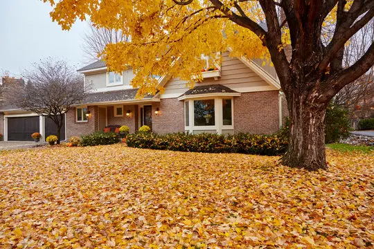 A home with fallen leaves covering the front yard from a large tree also in the front yard.